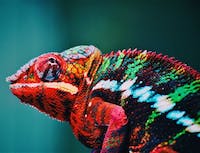 image of chameleon