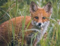 image of fox