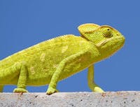 image of chameleon