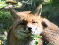 image of fox