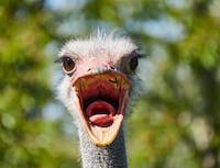 image of ostrich