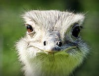 image of ostrich